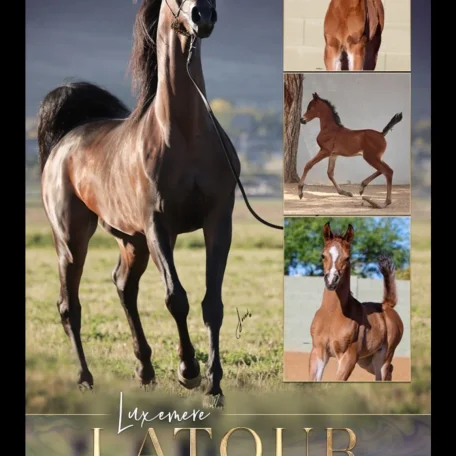 Luxemere Latour's first foal crop!