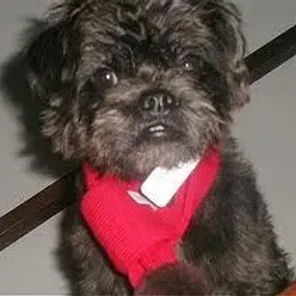 Pushon (Designer Dog)