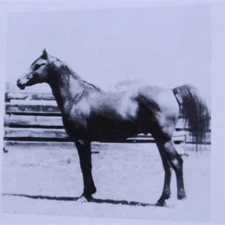 Gamhuri (Raseyn x Ferafa) bay stallion, foaled November 30, 1939bred by W.K. Kellogg Institute
