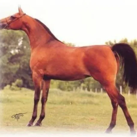 WA-MISS SHASTY