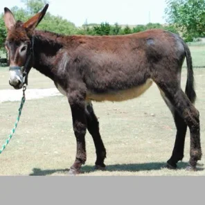 Mammoth Jackstock (American Mammoth)