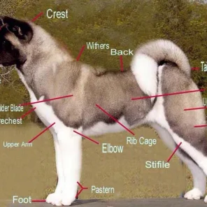 Canine Conformation