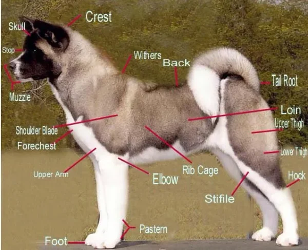Canine conformation