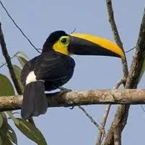 Choco Toucan