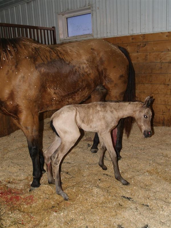 Anemia in Newborn Foals