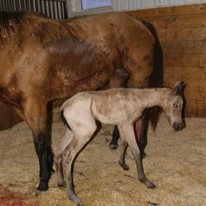 Anemia in Newborn Foals
