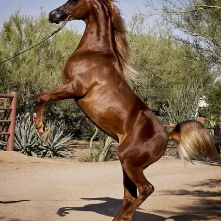 The Arabian National Breeder Finals are finally here and I’m so looking forward to presenting our colt…Tulio!
Luxemere Tulio ( Trussardi x LM Magnified )
