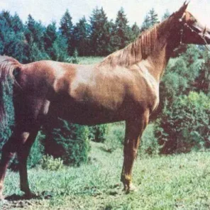 MAKAREM