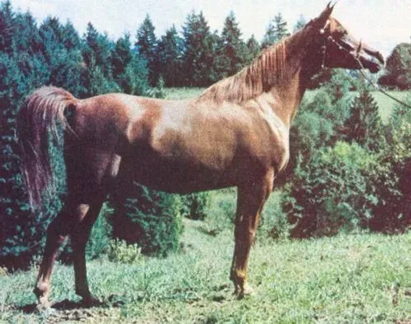 MAKAREM
