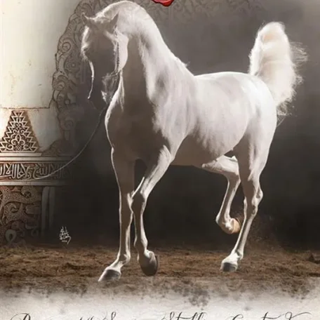 Al Maliik presented By Andy Sellman at Region 14 Lexington, Kentucky 6/26 – 6/29 live feed brought to you by Arabian Horse Global…don’t miss it!!! http://arabianhorseglobal.com/live-events/