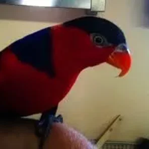 Blue-fronted Lorikeet
