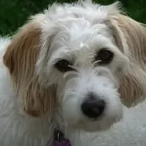 Bassetoodle (Designer Dog)