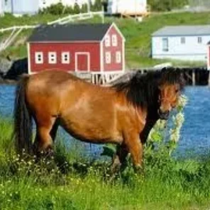Newfoundland