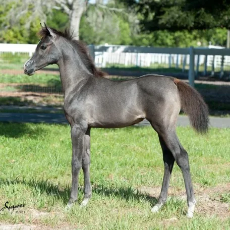 Luxemere Markezza at three months old