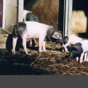Swabian-Hall Swine