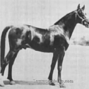Sirio III