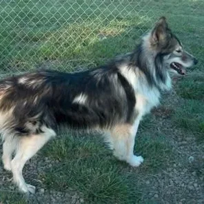 Native American Indian Dog