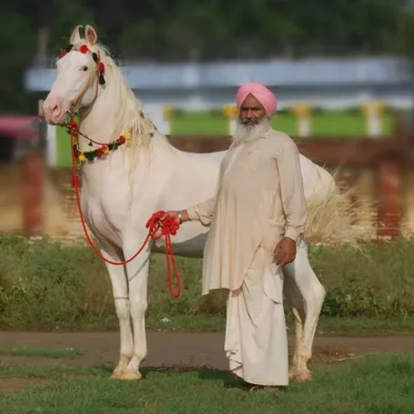 The Marwari or Malani is a rare breed of horse from the Marwar (or Jodhpur) region of India.
