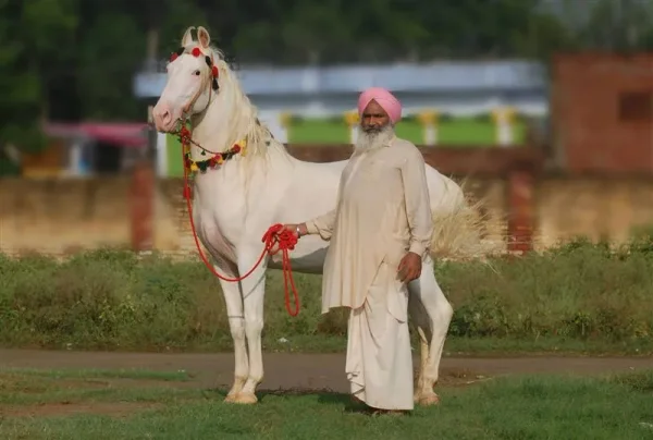 The Marwari or Malani is a rare breed of horse from the Marwar (or Jodhpur) region of India.
