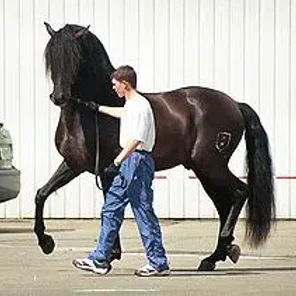 Andalusian
