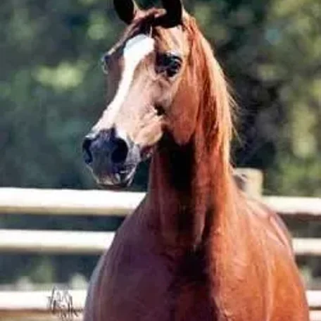 Crown Narada