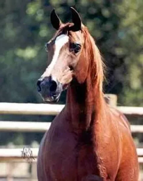 Crown Narada