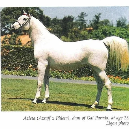 Azleta, one of the great foundation mares of the Gaiey breeding program!