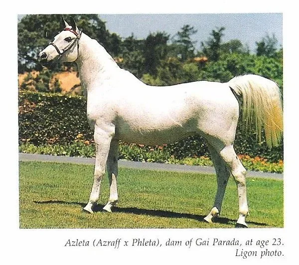 Azleta