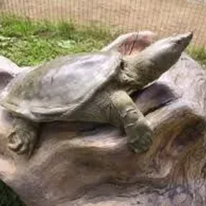 Softshell