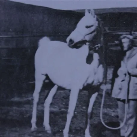 Pomona Ahmen (Raseyn x Nakkla) grey stallion, foaled November 25, 1944bred by Uited States Government