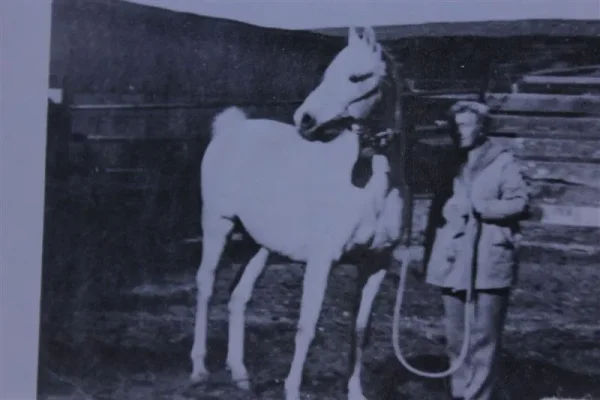 Pomona Ahmen (Raseyn x Nakkla) grey stallion, foaled November 25, 1944bred by Uited States Government