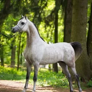 Om El Bellissimo