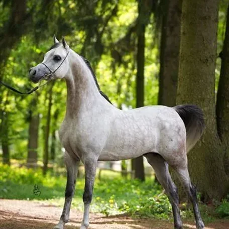Om El Bellissimo
(Om El Shahmaan × Om El Benedict)
Grey Stallion, Born 2007