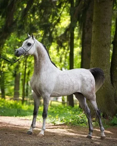 Om El Bellissimo