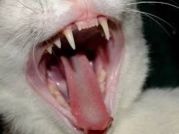 Protect Your Cat’s Teeth From Disease