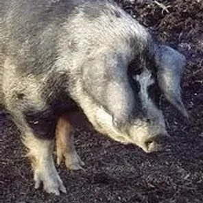 Swedish Landrace