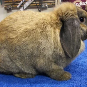 Kim's Hopping Lops' Sally