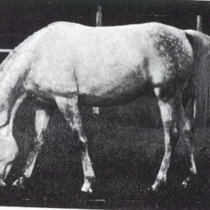 MAHROUSSA