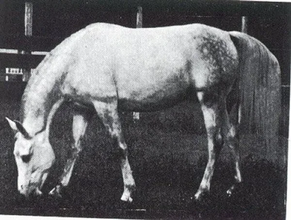 MAHROUSSA