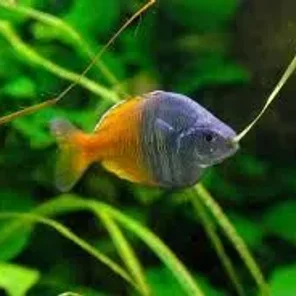 Rainbowfish