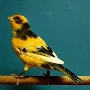 American Singer Canary