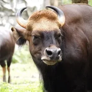 Selembu