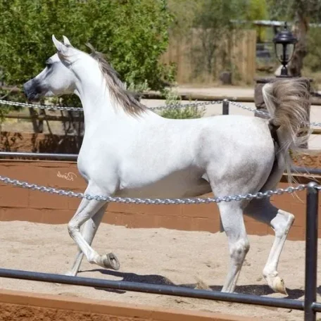 Regional Champion Mare by El Nabila B...Julia Roberts