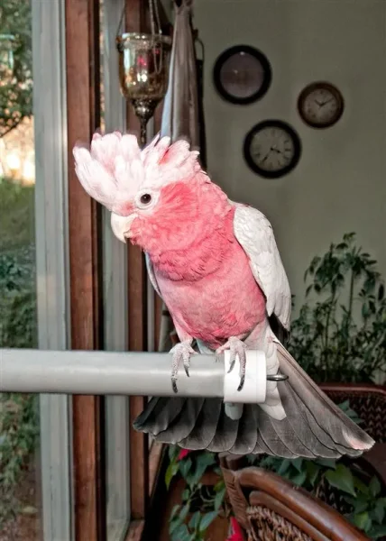 TuTu