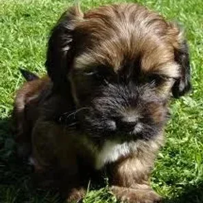 Schweenie (Designer Dog)