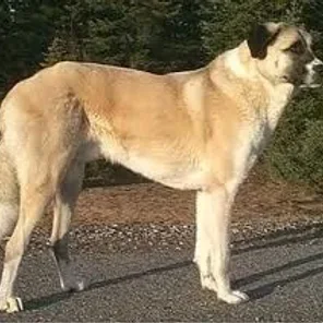Anatolian Shepherd