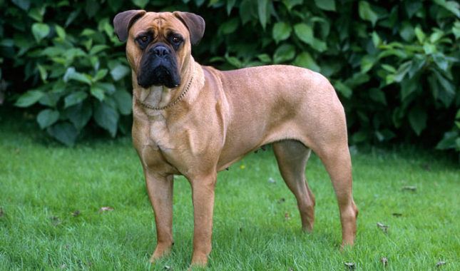 Bullmastiff