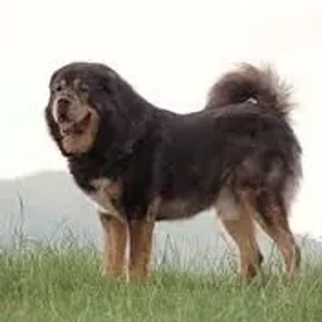 Tibetan Mastiff