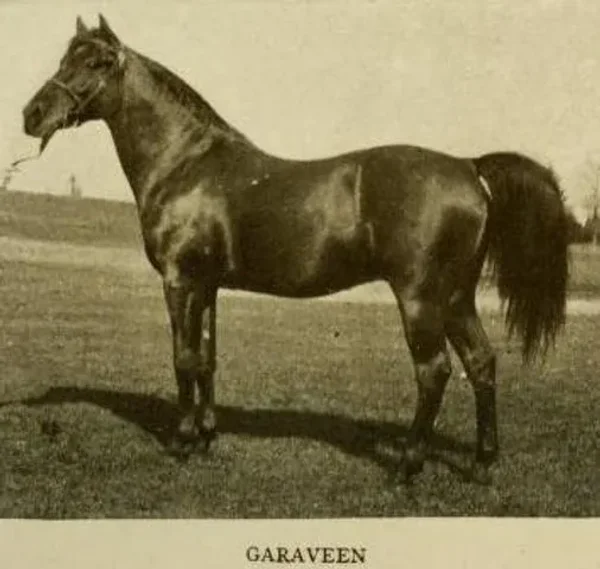 Garaveen