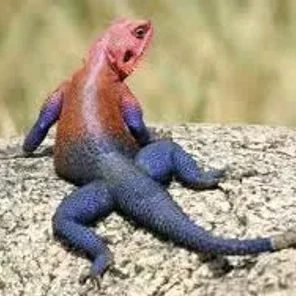 Agama